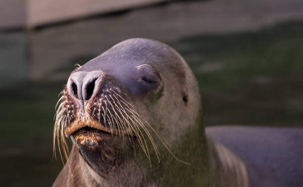 istock South American Sea Lion 823389724