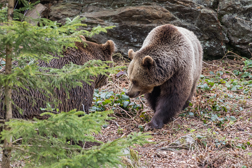 Brown bear couple. Two brown bears in the forest. Big Brown Bear. Ursus arctos.