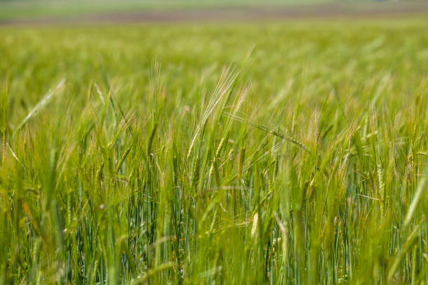 istock Background of fresh spring green wheat field 823390320