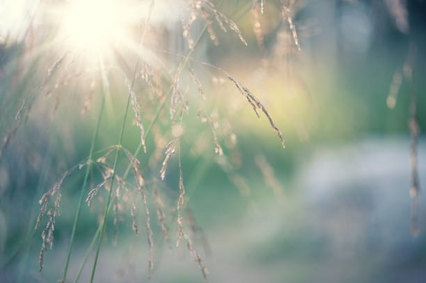 istock Hairgrass inflorescence close-up 823390614