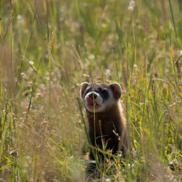 istock Short-tailed Weasel Observing Photographer through Tall Foliage 823390726
