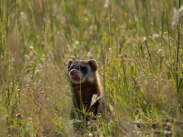 istock Short-tailed Weasel Observing Photographer through Tall Foliage 823390728
