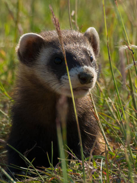 istock Short-tailed Weasel Observing Photographer through Tall Foliage 823393164