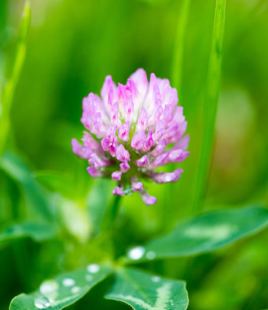 istock Beautiful flower on clover in nature 823393432