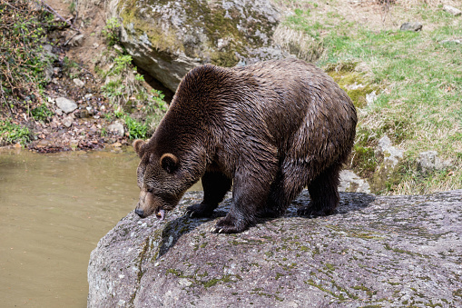 A large brown bear is standing on a rock and calling the females. The bear looks into the water below. . Close-up view of the bears in the lake. Portrait of a brown bear. Brown bear.