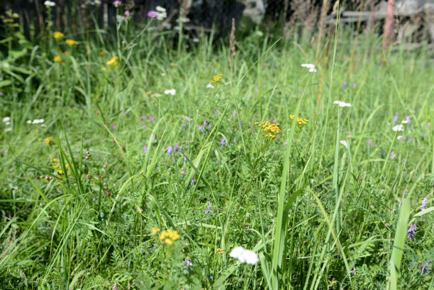 istock Grass and flowers on a meadow close up as background 823394296