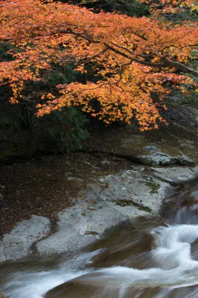 Mountain stream (Nametoko valley in Ehime,Japan)