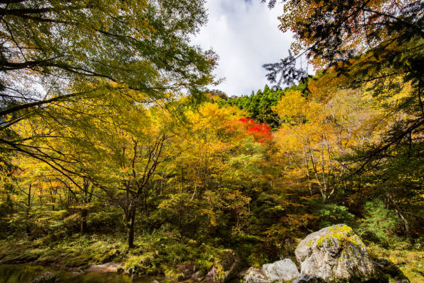 istock Autumn leaves in Odamiyama valley (Ehime Prefecture Kita-gun, Uchiko-cho) 823399850