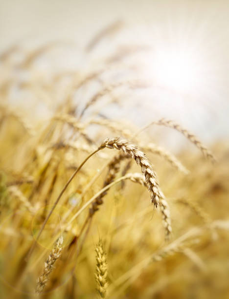 trigo campo y sol - morning cereal plant fog corn crop fotografías e imágenes de stock