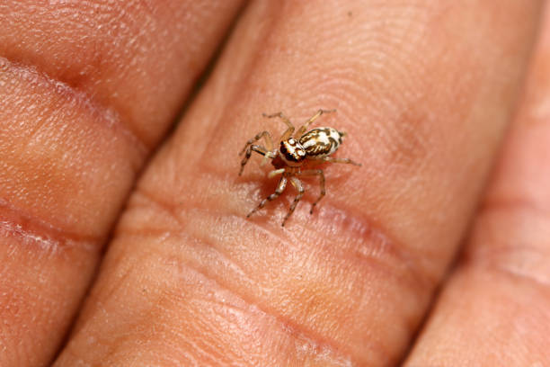istock The little colorful spiders collection 823407084