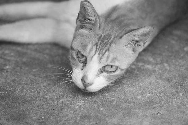 Domestic Cat, Undomesticated Cat, Animal, Mammal, Tabby Cat