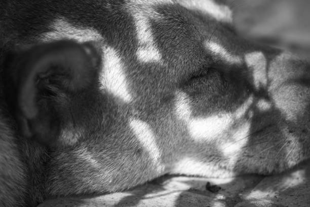 istock Monochrome: Dog sleeping on street, side view 823407604