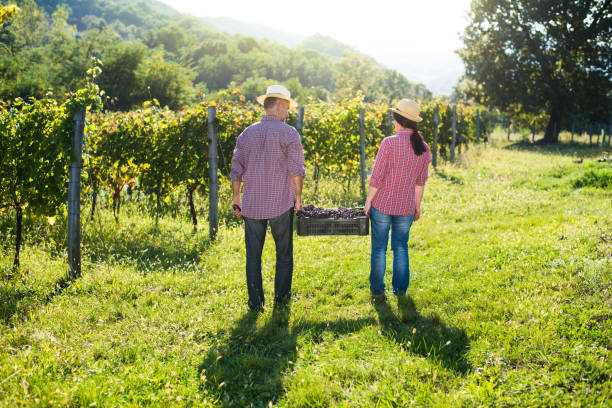 istock Male and female winemaker caring grapes 823413922