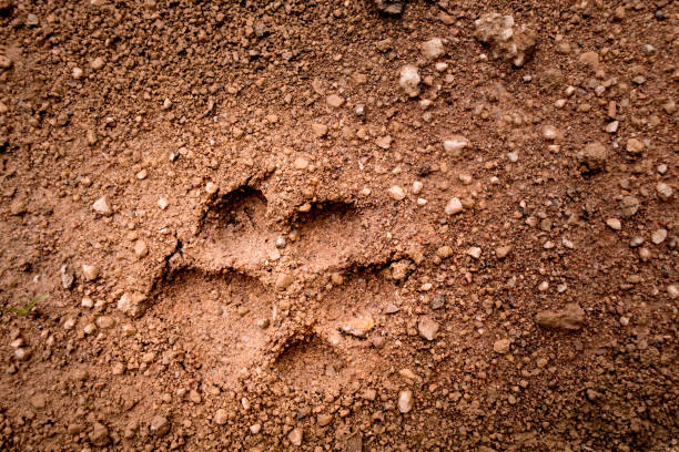 istock Dog footprint tread on soft soil ground 823418668