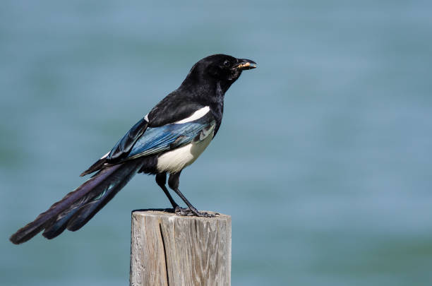 istock Black-Billed Magpie Perched on Wooden Fence Post 823421774