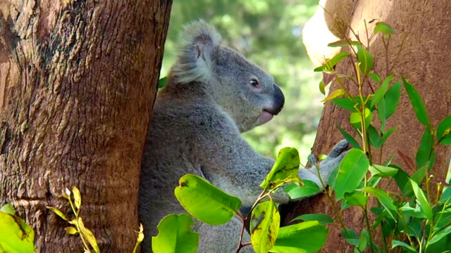 Koala in Tree Free Stock Video Footage Download Clips Animals