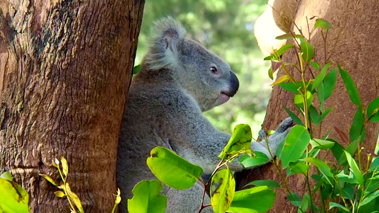Koala in Tree Free Stock Video Footage Download Clips Animals Koala in Tree Free Stock Video Footage Download Clips Animals