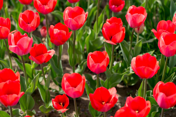 istock Beautiful red tulips in nature 823422112