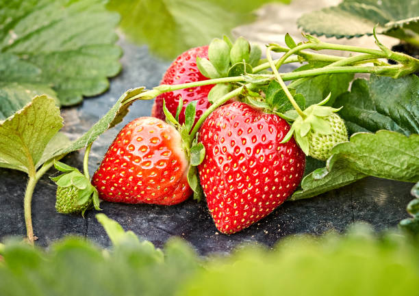 fraises bio ferme - strawberry plant photos et images de collection