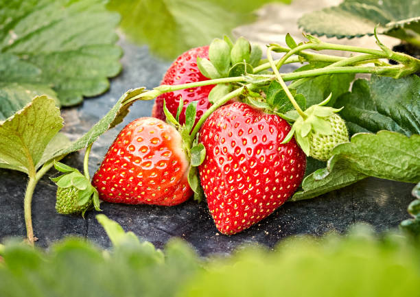 organic strawberry farm - strawberry plant imagens e fotografias de stock