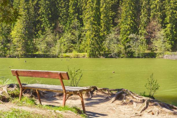 istock Summer view of lake , trees and bench 823422408
