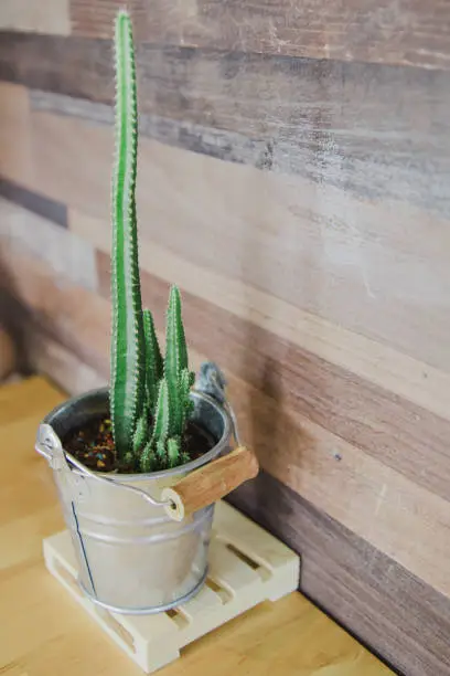 Cactus in a zinc-plated wooden pot on wooden desk.