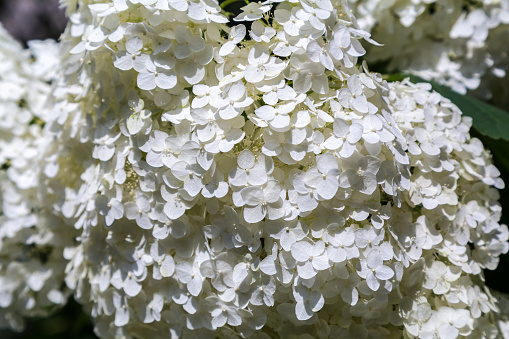 Blooming white hydrangea. Decorative plant in the garden.