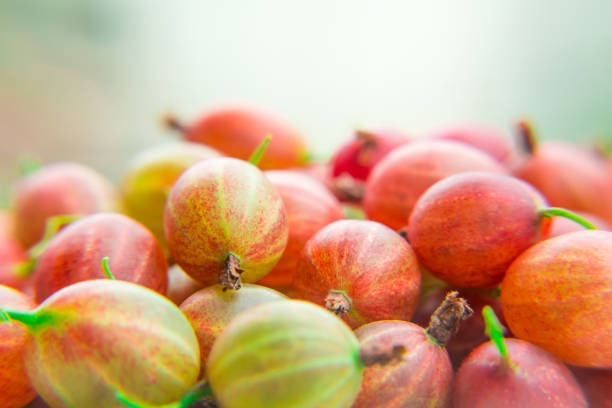 groselhas vermelhas em fundo desfocado. produtos de vitamina - gooseberry fruit green sweet food - fotografias e filmes do acervo