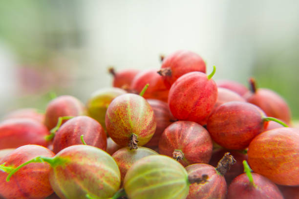 groselhas vermelhas em fundo desfocado. produtos de vitamina - gooseberry fruit green sweet food - fotografias e filmes do acervo