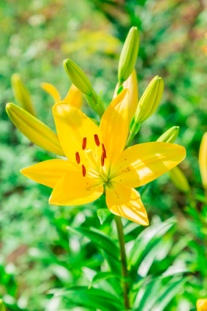 istock Blooming Lily on green blurred background. Decorative garden plant 823426694