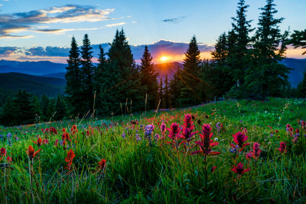 Sawatch Mountains Summer View with Wildflowers Sawatch Mountains Summer View with Wildflowers - Landscape scenic with incredible sunset views. colorado rocky mountains stock pictures, royalty-free photos & images