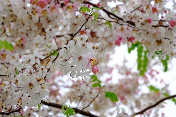 아름다운 인명별 아이리스입니다. - nature spring bouquet panicle 뉴스 사진 이미지