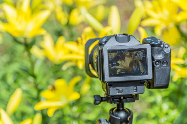 istock Macro photography of flowers. Digital camera LCD display 823429194