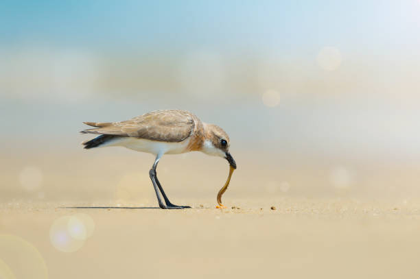 istock Lesser Sand Plover eating sand worm on the beach 823429816
