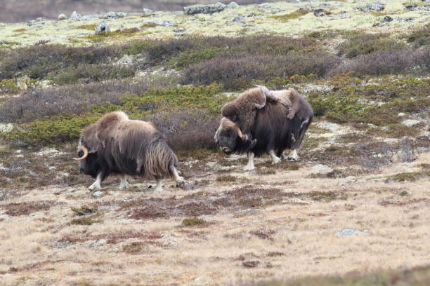 istock Musk oxEn Dovrefjell National Park Norway 823432652