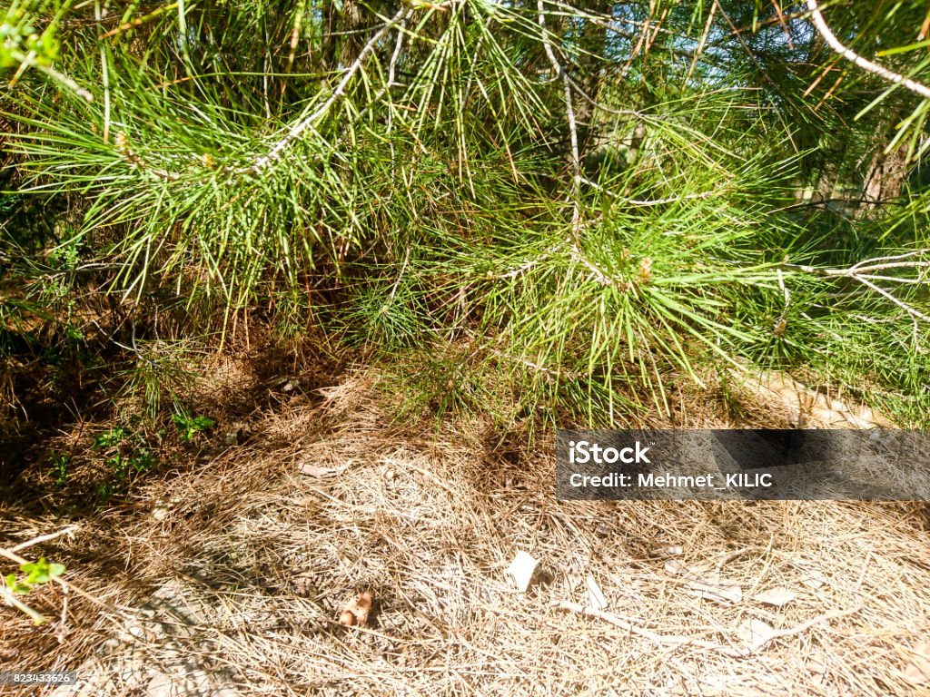 Lüleburgaz Kirklareli/ Turkey Adventure Stock Photo