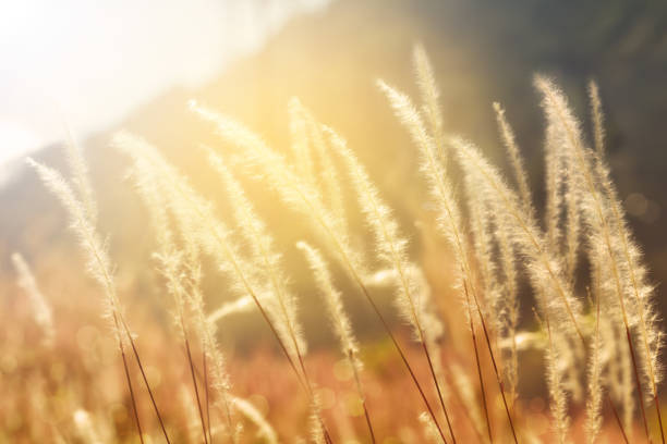 Mission grass backlitght glow against the sunlight