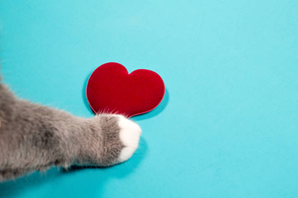 istock Cats paw with heart 823446932