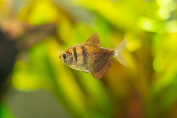 istock aquarium fish Barbus tetrazona 823447196