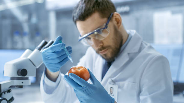 현대에서 실험실 식품 과학자 주사 주사기와 토마토. 그는이 식물성의 유전 수정에 노력: 맛 농축, 기생충 / 한성. - genetic modification dna tomato genetic research 뉴스 사진 이미지