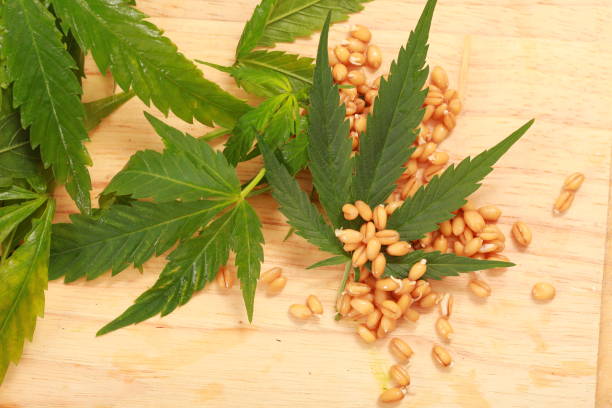 istock Fresh cannabis leaves and wheat germ 823455162