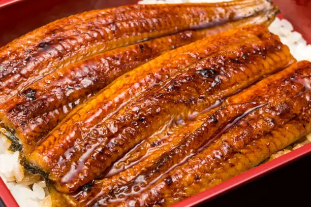 grilled eel