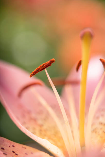 Macro capture of the centre stamen of an open  blooming pink  summer lily with the focus on the centre stamen.