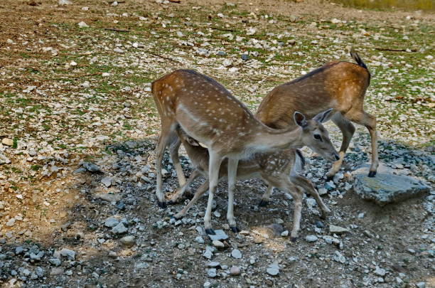 istock Two roes or Capreolus capreolus and one baby suck in pasture, Sofia 823464938