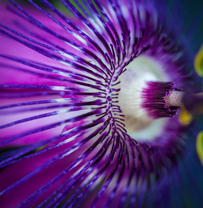 Macro photography of a purple passion flower creates a colorful abstract image.