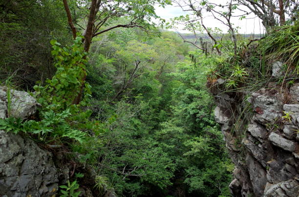 istock Miraflor Nature Reserve, Nicaragua 823470498