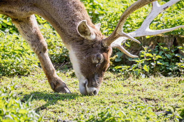 istock Red deer, close up image of a large deer 823478616