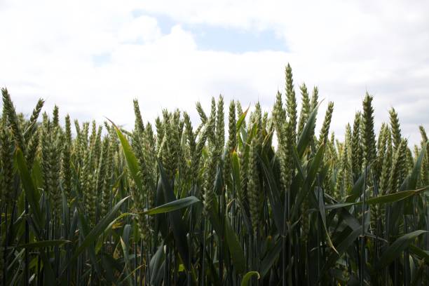 istock Field of wheat 823482328