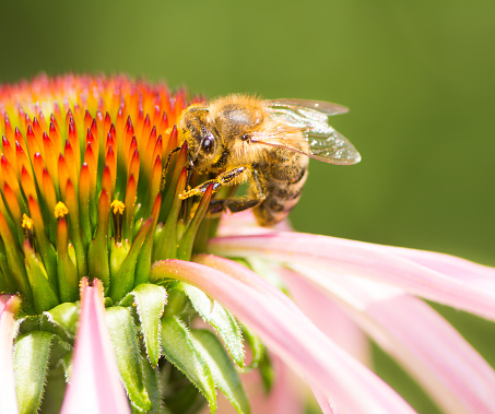 Macro of a bee collecting nectar at a conflower blossom