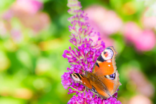 istock Peacock butterfly collecting nectar at a budleja blossom 823486880